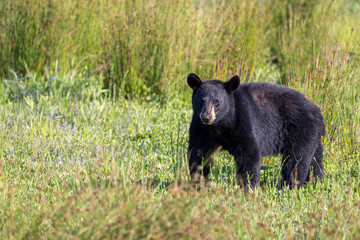 Obraz na płótnie Canvas Black Bear in Alligator River National Wildlife refuge
