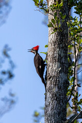 Pileated Woodpecker on side of tree calling