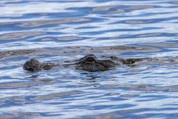 Alligator swimming in Florida Wetland