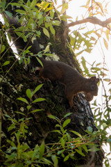 Eichhörnchen mit Nuss auf dem Baum 