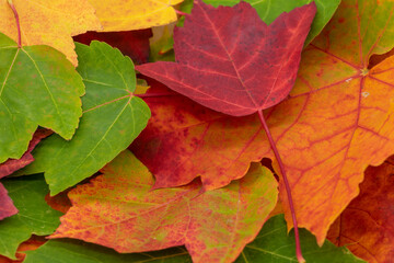 bunte  Blättern als Hintergrund für den Herbst