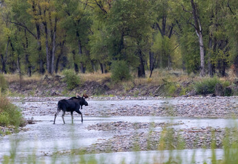 Obraz na płótnie Canvas Bull Moose in Autumn in Wyoming