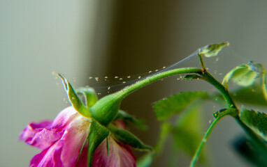 Obraz premium Close-up of spider mites that have infested a pink rose houseplant with a blurred background.