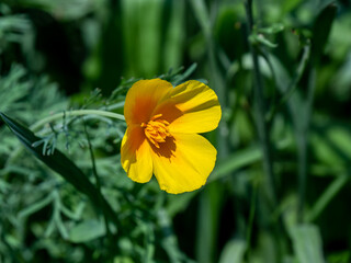 Close-up of the yellow flower on a wild california poppy plant that is growing in a wildflower garden on a warm sunny day in July with a blurred background.