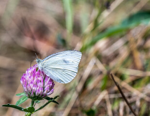 Close-up of a cabbage white butterfly collecting nectar from the purple flower on a wild clover plant that is growing in a field on a warm sunny day in july with a blurred background.