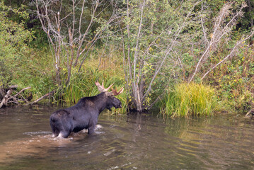 Bull Moose in Autumn in Wyoming