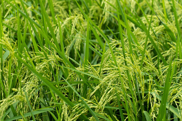 Fototapeta premium Close up View of Green Paddy Rice with Golden RIce Kernel or grain