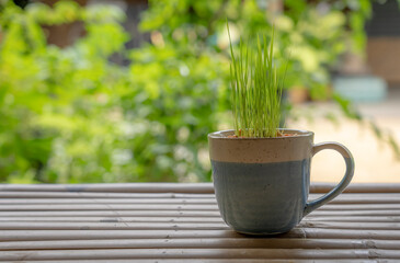 Small Seedlings of RIce Growing in Little Pot Placed on Table