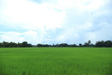 Obraz premium green grass and blue sky