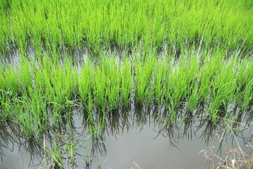 grass in the water