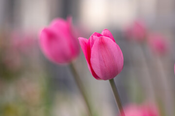 Pink tulips in a flower bed. The tulip bud sways in the wind. Flowerbed in the garden. Beautiful simple spring flowers. Floral background. To grow plants. Gardening outdoor in city.