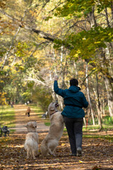 A woman is walking and playing iwith her two labrador dogs in the park in autumn