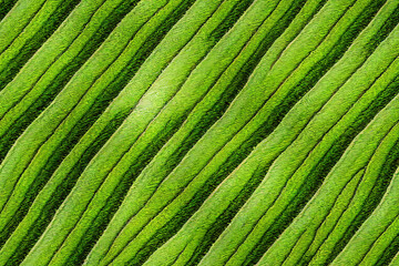 Fototapeta premium Beautiful green rice pattern 3d illustrated 