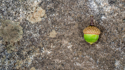 Close-up of a green acorn with a stone background. © Jennifer Seeman