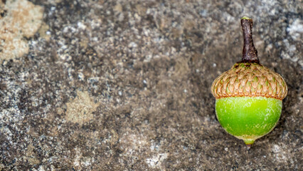 Close-up of a green acorn with a stone background. © Jennifer Seeman