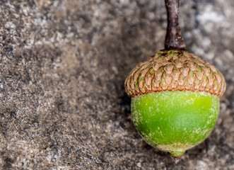 Close-up of a green acorn with a stone background. © Jennifer Seeman