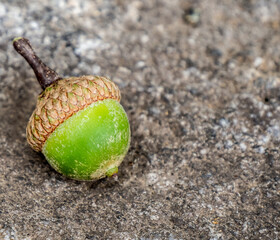 Close-up of a green acorn with a stone background. © Jennifer Seeman