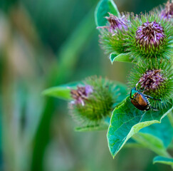 Close-up of an japanese beetle crawling on the purple flower of a lesser burdock plant that is growing by the edge of a forest on a warm summer day in August with a blurred green background.