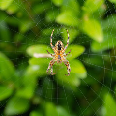A spider waiting for her prey.