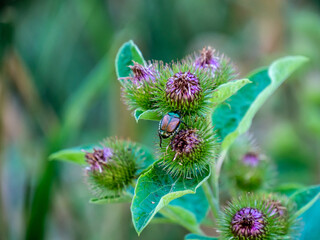 Close-up of an japanese beetle crawling on the purple flower of a lesser burdock plant that is growing by the edge of a forest on a warm summer day in August with a blurred green background.