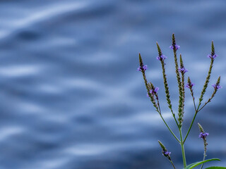 Close-up of an american blue vervain plant that is growing by the edge of the ottawa river on a warm summer day in august with blurred water in the background.