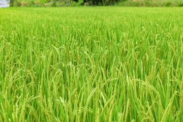 View of rice paddy in Ikaruga-cho, Nara Prefecture, Japan.