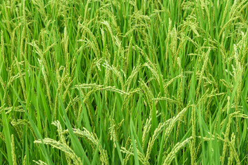 View of rice paddy in Ikaruga-cho, Nara Prefecture, Japan.