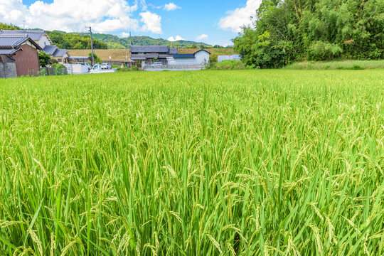 View of rice paddy in Ikaruga-cho, Nara Prefecture, Japan.