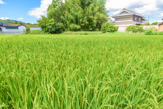 View of rice paddy in Ikaruga-cho, Nara Prefecture, Japan.