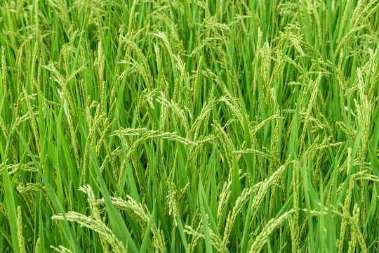View of rice paddy in Ikaruga-cho, Nara Prefecture, Japan.