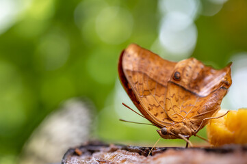 Butterfly eating banane. One male vindula dejone. Side view of Malay cruiser.