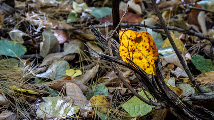 Close-up of a yellow autumn leaf that is resting on an old broken tree stump with the sunlight shining on the leaf making it glow a beautiful bright yellow.