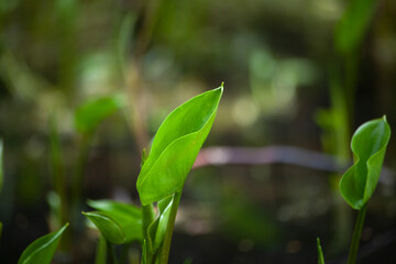 Fototapeta na wymiar Swamp plant in summer. Sprout on pond. Green leaf.