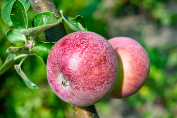 Photography on theme beautiful fruit branch apple tree