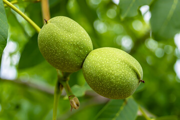 Photography on theme beautiful nut branch walnut tree