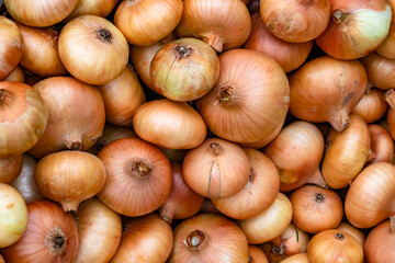 Photography on theme beautiful onion vegetable plant
