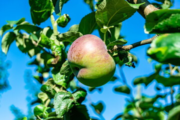 Photography on theme beautiful fruit branch apple tree