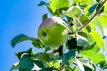 Photography on theme beautiful fruit branch apple tree