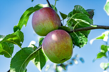 Photography on theme beautiful fruit branch apple tree
