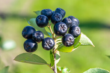 Photography on theme beautiful berry branch aronia bush