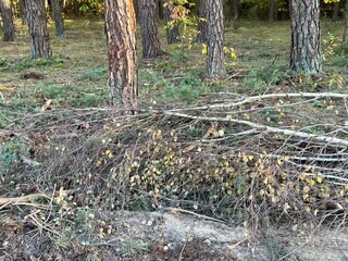 Wyrąb drzew ,wycinka lasu pod drogę , drzewo wycinane , drewno na opał , drzewo  wycięte w lesie , wycinka pod autostradę , las wycinany , drzewa wyrąbane  , 