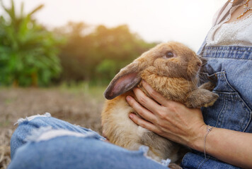 young adorable bunny being hugged by female shepherd, concept of rabbit farm, rabbit pet, rabbit lover