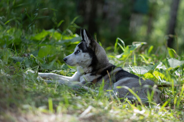 dog, husky puppy lies in the grass. dog in nature.