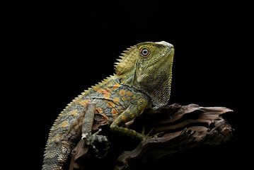 Forest dragon lizard on a black background