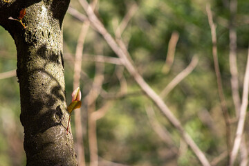Fototapeta premium Forest