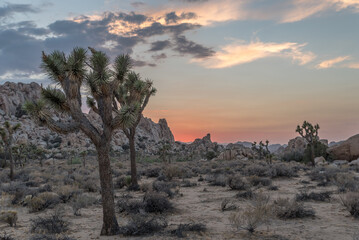 Yoshua Tree Sunset