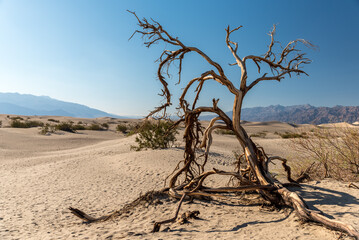 Dead tree at Death Valley
