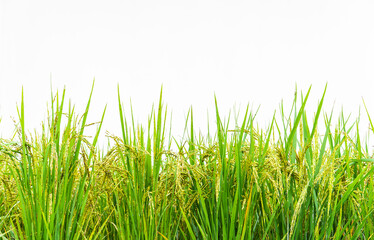 Paddy rice field on white background 