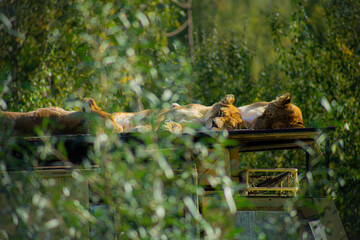 Sonnenbadende Löwinnen