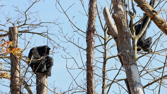 The black-headed spider monkey, Ateles fusciceps is a species of spider monkey, a type of New World monkey, from Central and South America.